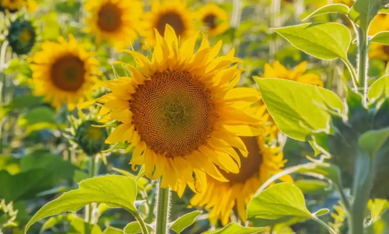 Fight Potato Viruses with Wildflowers: 9 Flowers to Try