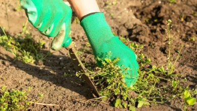 How to Beat the Weeds in a No-Till Landscape