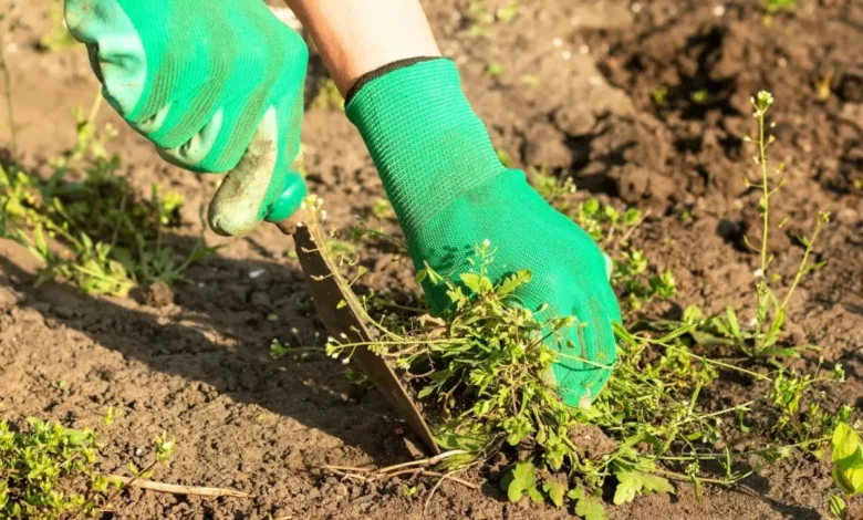 How to Beat the Weeds in a No-Till Landscape